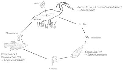 Kindness to the Final Host and Vice Versa: A Trend for Parasites Providing Easy Prey?